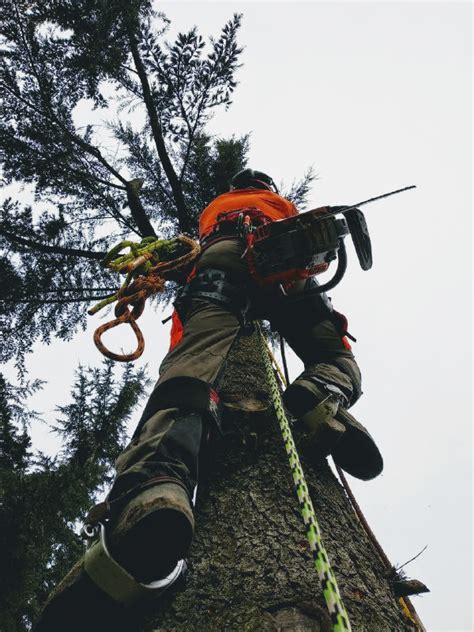 Abbattimento Alberi ad Asti